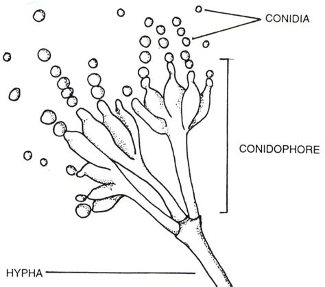Conidia Labeled Conidia Labeled