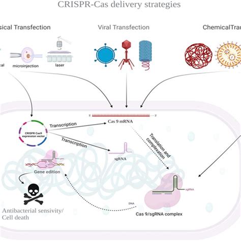 Crispr Cas Delivery Strategies Figure Created With The Support Of