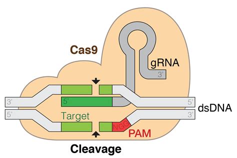 Crispr Cas9 Psikolig Com