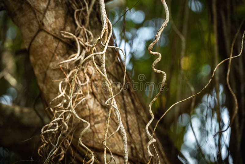 Curvy Tree 3D Print: Stunning Designs & Tips