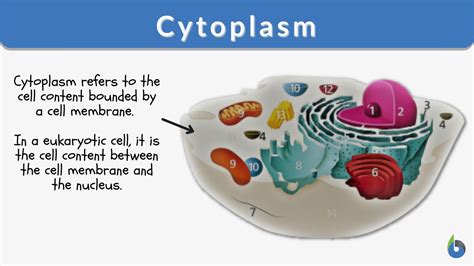 Understanding Cytoplasm Reactions: A Simplified Model Explained
