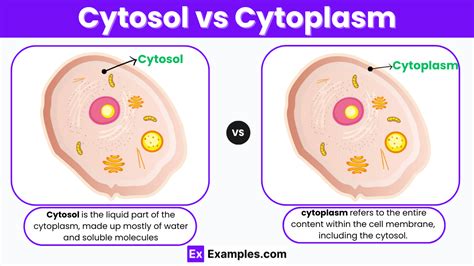 Cytosol Vs Cytoplasm In A Cell Differences And Similarities Jotscroll