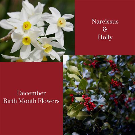 December Birth Month Flower