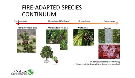 Deerbrush Fire Adaptations: Survival Secrets Revealed