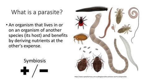 Definition Meaning Of Parasite Picture Dictionary