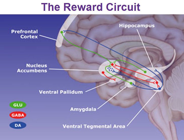 Diagram Of Limbic Circuits Diagram Of Limbic Circuits