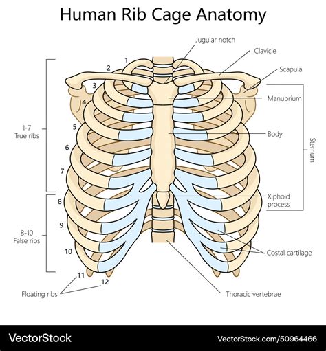 Diagram Of The Rib Cage Diagram Of The Rib Cage