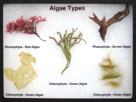 Unveiling Algae's Secret Names on Food Labels