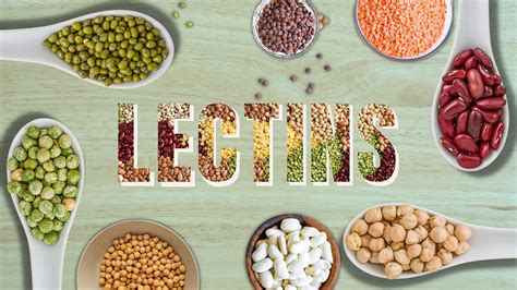 Lectins and Brain Fog: Uncovering the Truth