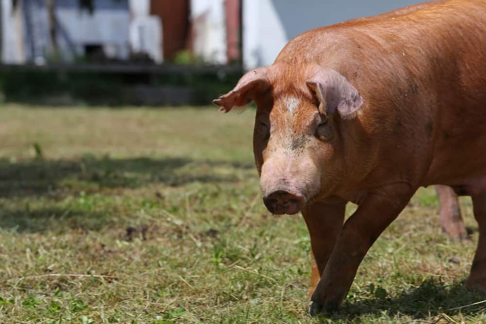 Duroc Pig Characteristics