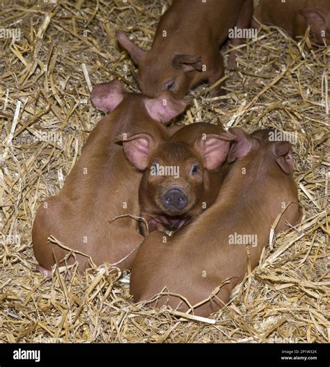 Duroc Pig Duroc Pigs Purebred Farm Animals Domestic Animals Cloven