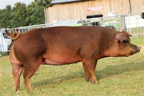 Duroc Pigs: Average Height Revealed