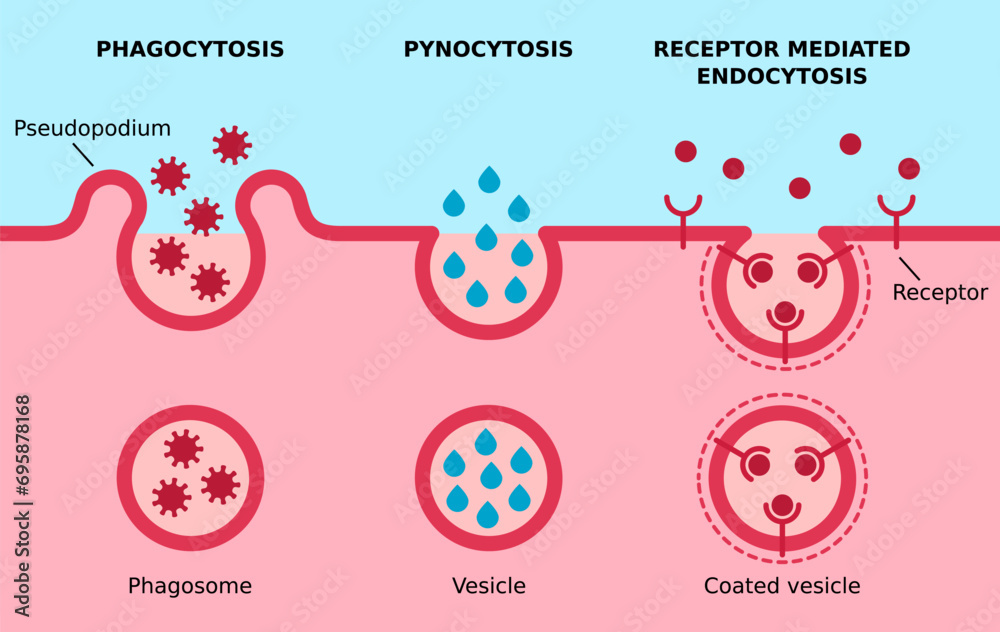 Effects Of Upa And Pai 1 On Lrp Mediated Endocytosis Of V Integrins