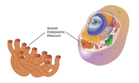 Endoplasmic Reticulum Of Prokaryotes Nehan Nika