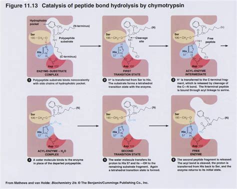 Enzyme Mechanisms Chymotrypsin