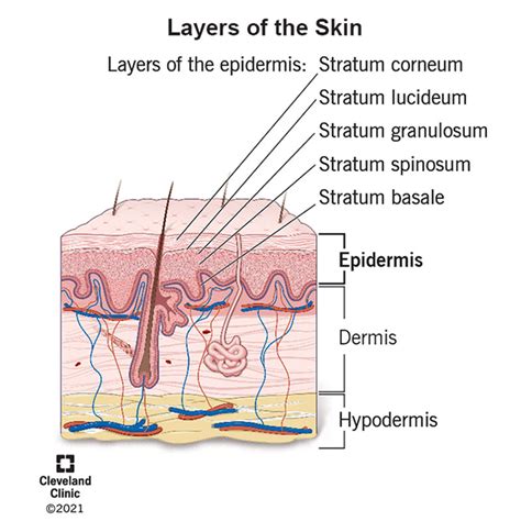 Epidermis 5 Layers Of Epidermis Outermost Layer Function