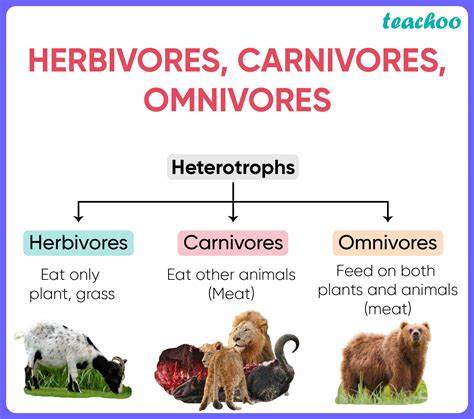 Examples Of Carnivores Herbivores And Omnivores
