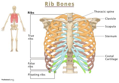 Understanding the Exo Rib Cage: A Comprehensive Guide