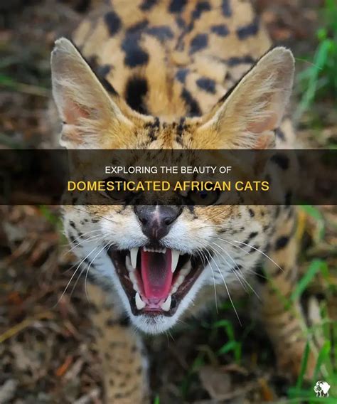 Exploring African Cats Domestic A Comprehensive Guide African Life
