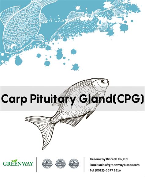 Factory Price Carp Pituitary Gland Common Cpg Carp Pituitary Gland Factory Price Carp Pituitary Gland Common Cpg Carp Pituitary Gland