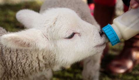 Lamb Feeding Guide: Birth to Slaughter Best Practices
