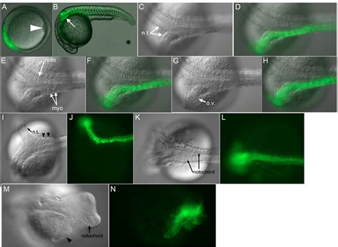 Figure 1 From Short And Long Range Functions Of Goosecoid In Zebrafish
