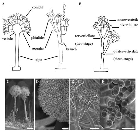Formation Of Conidia By Aspergillus And Penicillium A Aspergillus Formation Of Conidia By Aspergillus And Penicillium A Aspergillus
