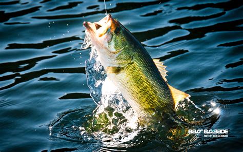 Free Fishing Screensavers And Wallpaper Wallpapersafari