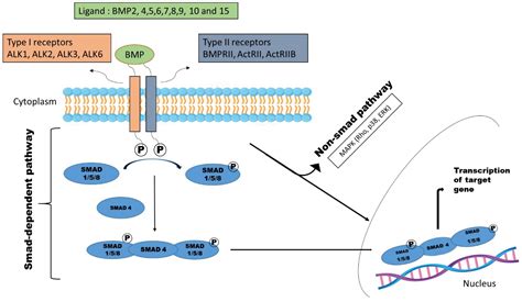 Frontiers Bone Morphogenetic Protein Signaling Restricts