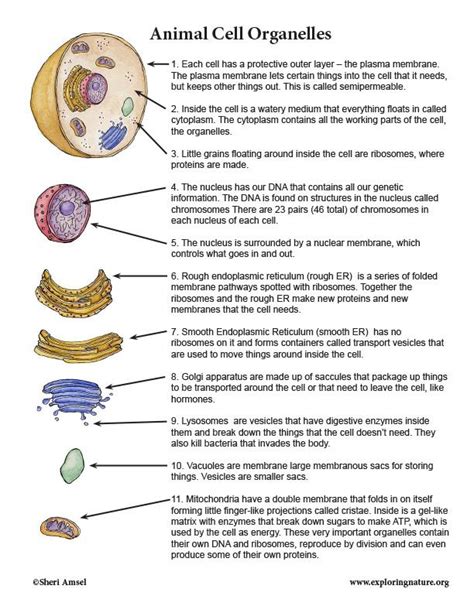 Function Of The Organelles Worksheet Englishworksheet My Id Function Of The Organelles Worksheet Englishworksheet My Id