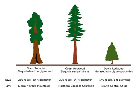Giant Redwood Vs Sequoia Trees Plants Pinterest Plants