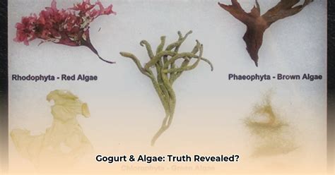 gogurt algae