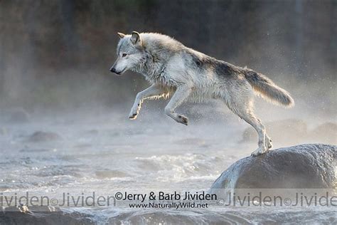 Gray Wolf Jumping Stream Most Beautiful Animals Beautiful Wolves Wolf