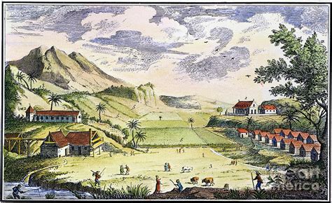 Haiti Sugar Plantation Photograph By Granger