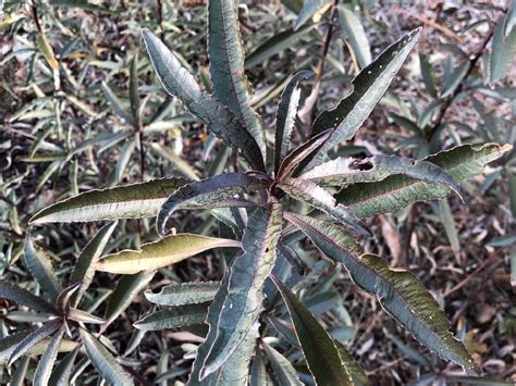 Heat Treatment A Yerba Santa Story Klamath Siskiyou Native Seeds Heat Treatment A Yerba Santa Story Klamath Siskiyou Native Seeds