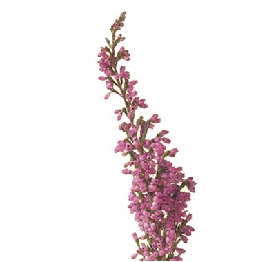 Heather Flower Meaning Symbolism Teleflora Heather Flower Meaning Symbolism Teleflora