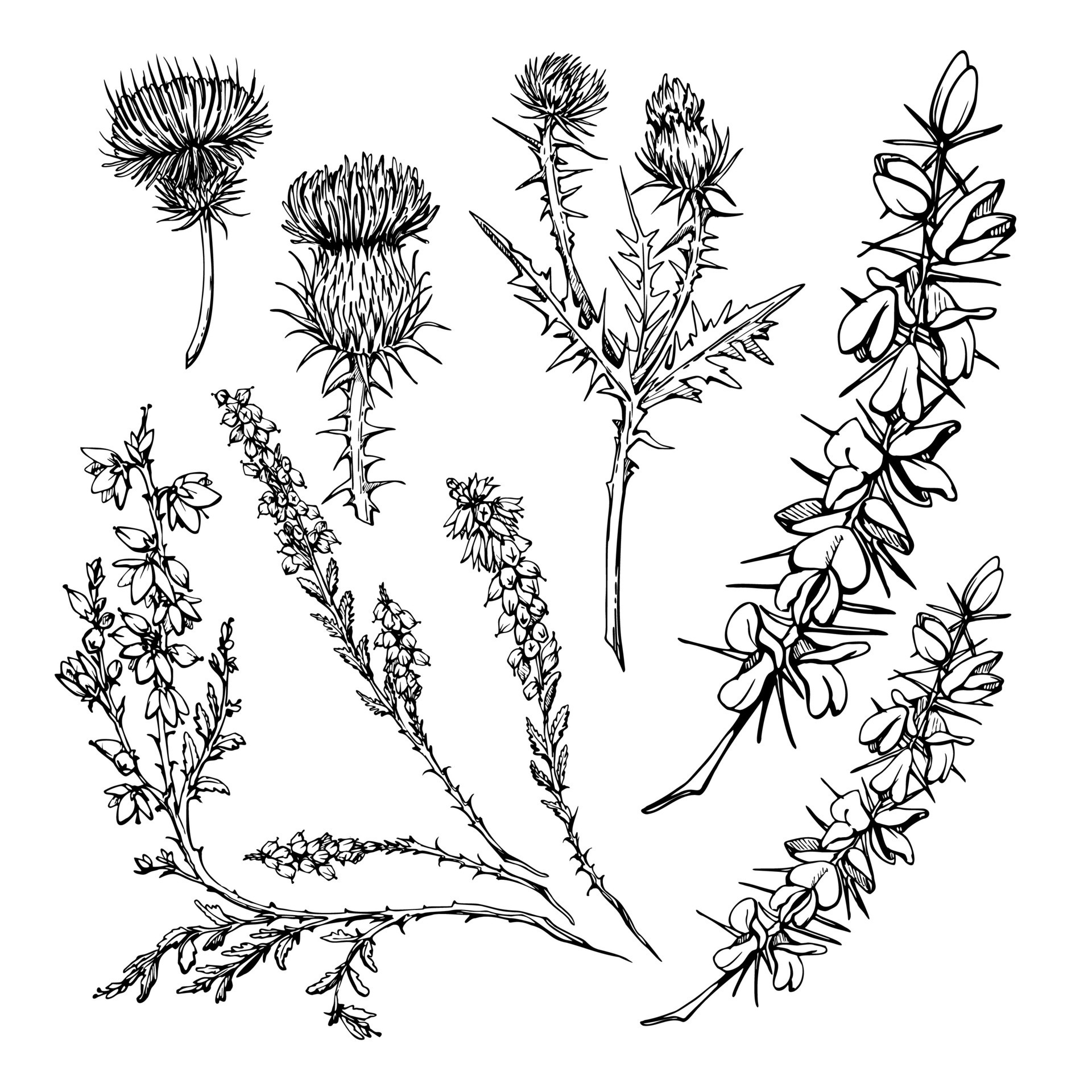 Heather Flower Tattoo Designs Heather Flower Tattoo Designs