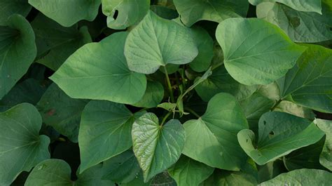 Hierba Santa Hierba Santa