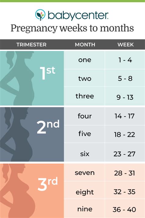 How Long Is Pregnancy Days Weeks Months Trimesters