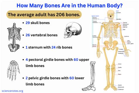 How Many Bones Are There In Human Body Kids Video Sho Vrogue Co How Many Bones Are There In Human Body Kids Video Sho Vrogue Co
