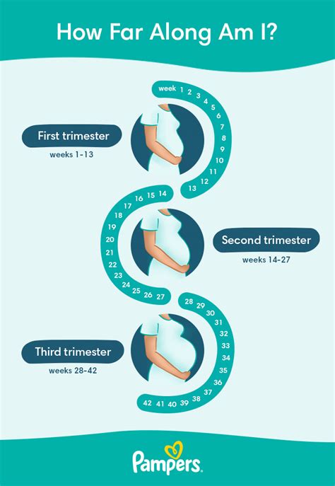 How Many Weeks Pregnant Am I Quick Calculation Best Guide Healtfast