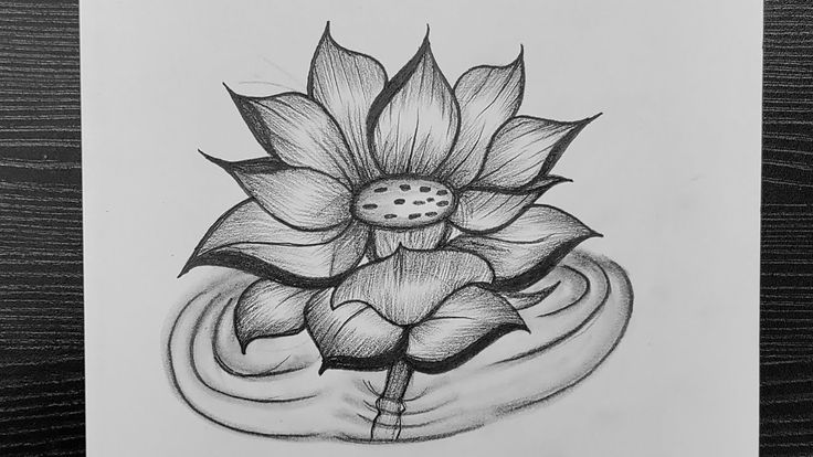 How To Draw A Beautiful Lotus Flower Lotus Flower Drawing With Pencil