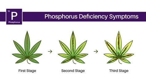 How To Identify Phosphorus Deficiencies Smart Nutrition How To Identify Phosphorus Deficiencies Smart Nutrition