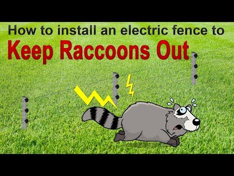 How To Keep Raccoons Out Of Your Yard