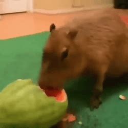 Hungry Capybara Eating Watermelon Gif Gifdb Com