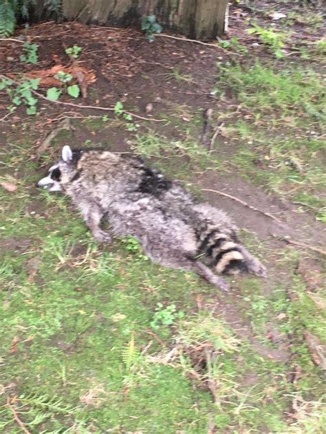 I Found A Hopefully Not Dead Raccoon When I Was Walking Back From