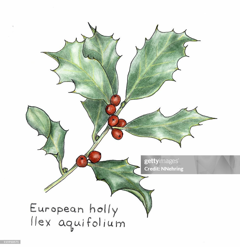 Ilex Aquifolium Botanical Illustration Botanical Painting Botanical