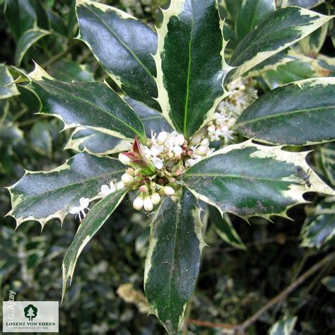 Ilex spp. Drawing: Stunning Botanical Art Ideas