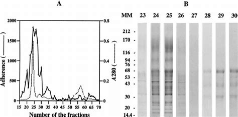 Influence Of Digestion Of Laminin By Chymotrypsin On The Adherence Of