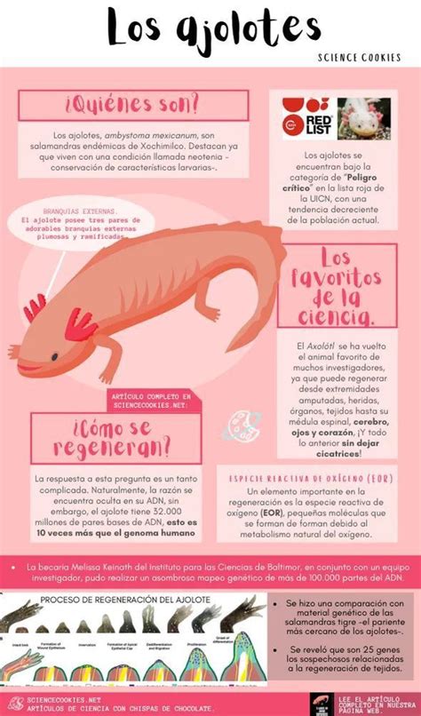 Infografia Hecha A Mano El Ajolote Axolotl Endangered Vrogue Co